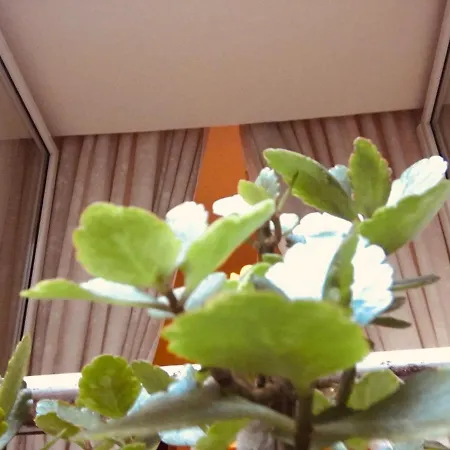 بيت ضيافة Maria