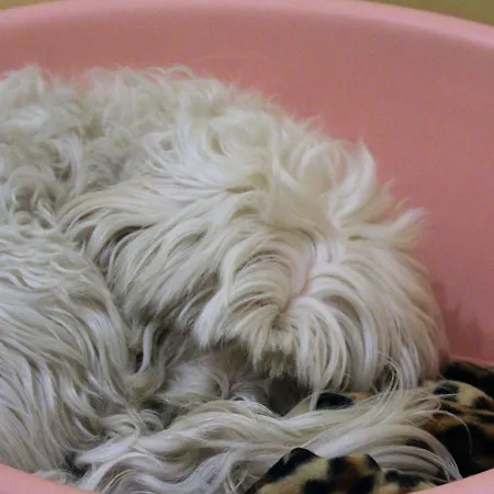 Maria بيت ضيافة 4*