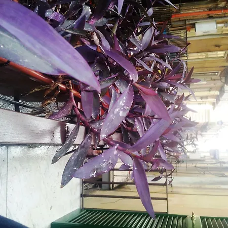 Maria Penzion Neapol